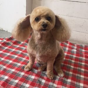 仕上がりトイプー