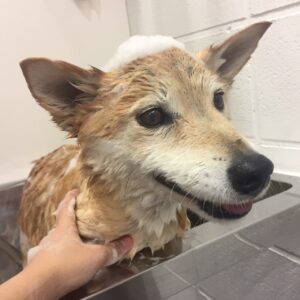 シャンプーミックス