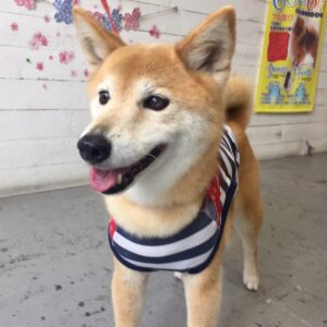 仕上がりミックス