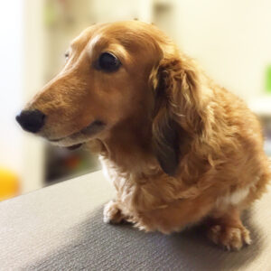 よろしくダックス