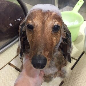 シャンプーダックス