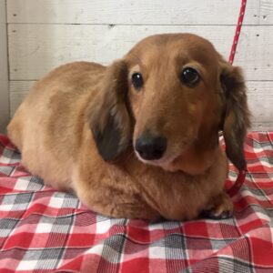 仕上がりダックス