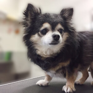 よろしくチワワ