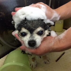 シャンプーチワワ