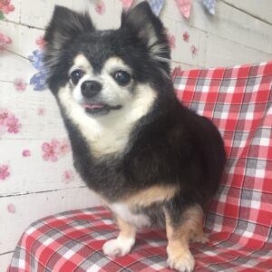 仕上がりチワワ