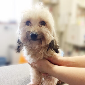 よろしくミックス