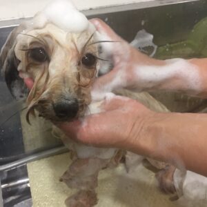 シャンプーミックス