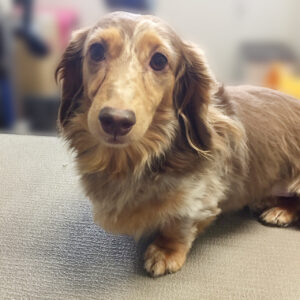 よろしくダックス