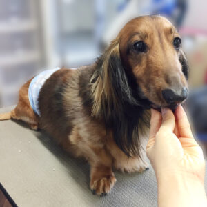 よろしくダックス