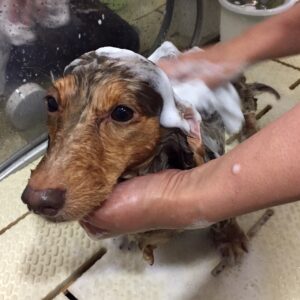 シャンプーダックス