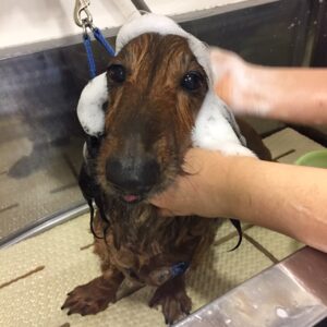 シャンプーダックス