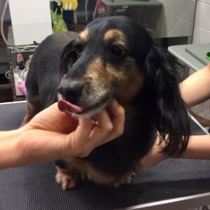 よろしくダックス