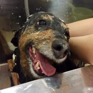 シャンプーダックス