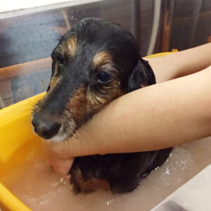 お風呂ダックス