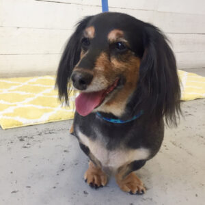 仕上がりダックス