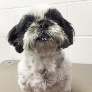 よろしくシーズー