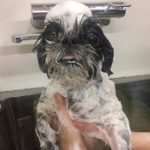 シャンプーシーズー