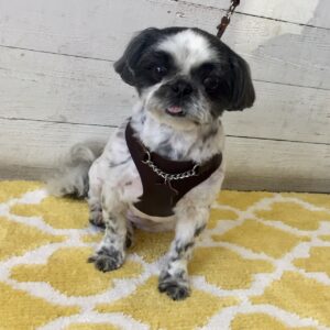 仕上がりシーズー