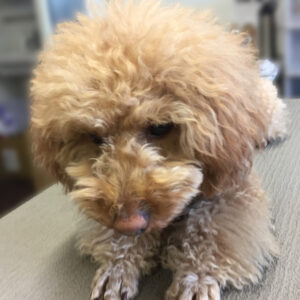 よろしくトイプー