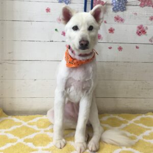 仕上がりミックス