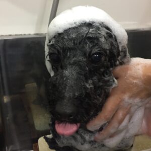 シャンプートイプー