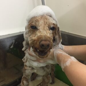 シャンプートイプー