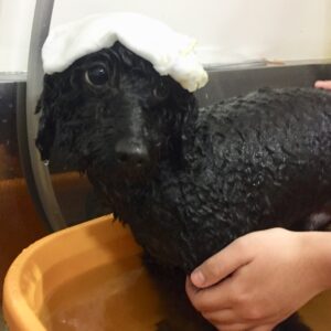 お風呂トイプー