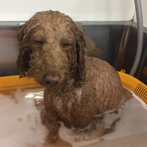 お風呂トイプー