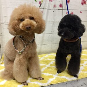 仕上がりトイプー