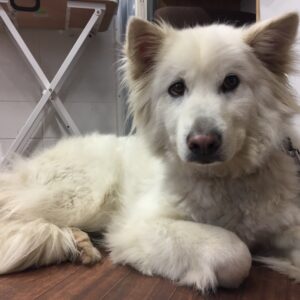 よろしくミックス