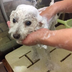 シャンプートイプー