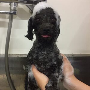 シャンプートイプー