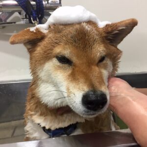 シャンプーしば