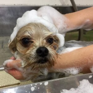 シャンプーミックス