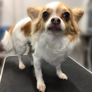 よろしくチワワ