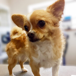 よろしくチワワ