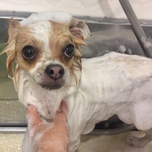 シャンプーチワワ