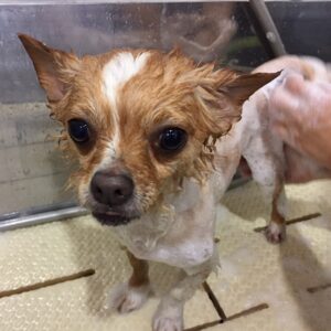 シャンプーチワワ