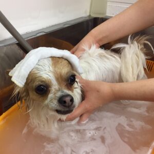 お風呂チワワ