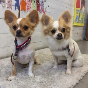 仕上がりチワワ