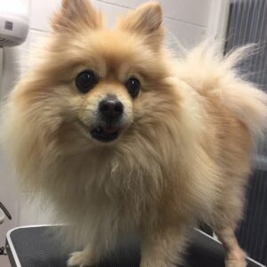 よろしくポメ