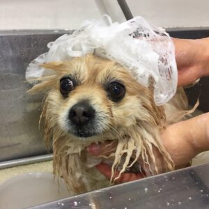 シャンプーポメ