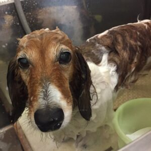 シャンプーダックス