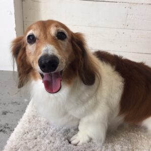 仕上がりダックス