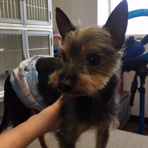 コテツちゃんカット前