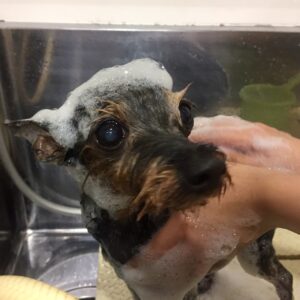 コテツちゃんシャンプー中