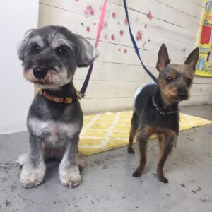 コテツちゃんこまちちゃん施術後