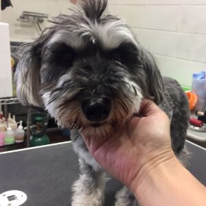 こまちちゃんカット前