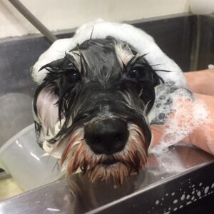 こまちちゃんシャンプー中