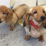 ハリーちゃんキングちゃんアイキャッチ